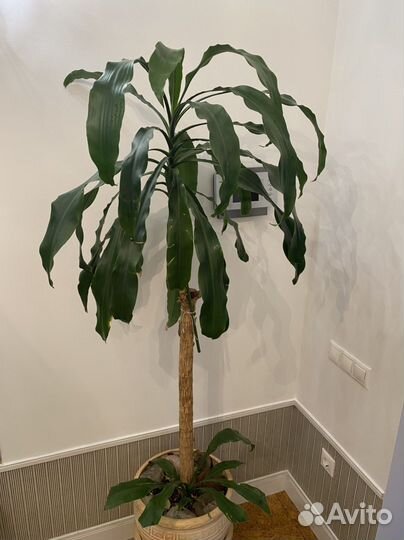 Цветы Пальма драцена высокая