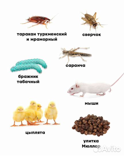 Корм для стрижей