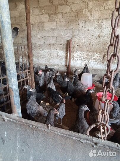 Куры молодка