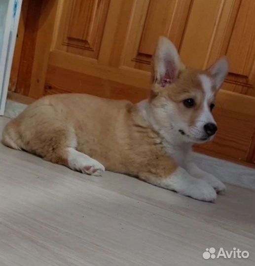 Вельш-корги пемброк