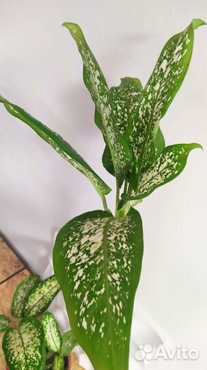 Диффенбахия