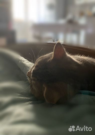 Кошка вязка