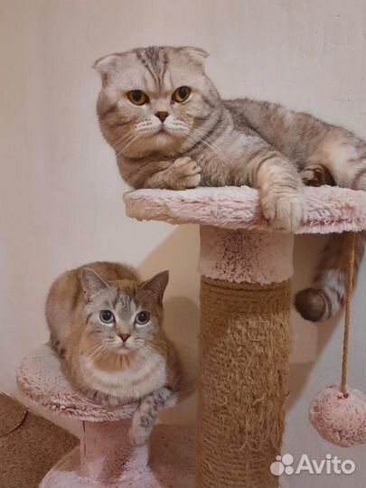 Британские котята