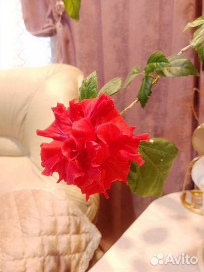 Гибискус китайская роза