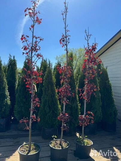 Клен красный