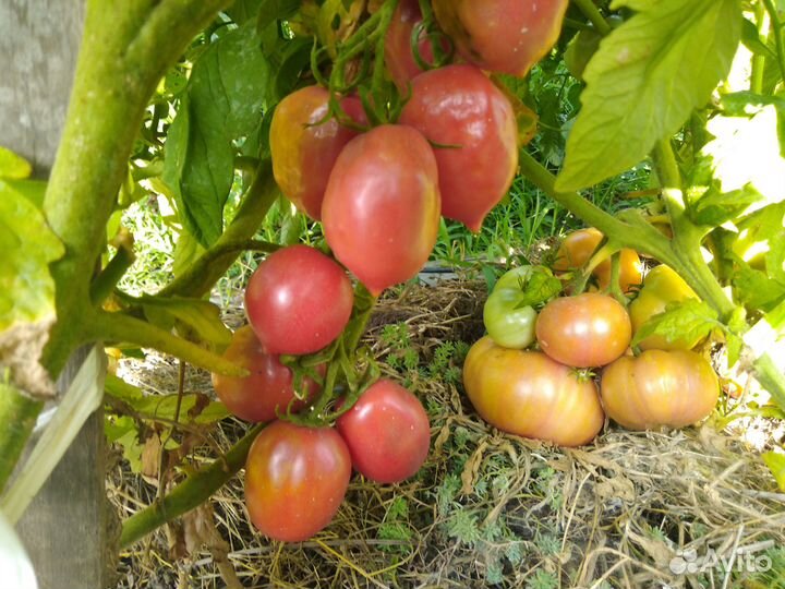 Семена сортовых томатов