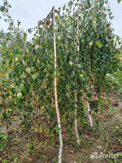 Берёза юнги