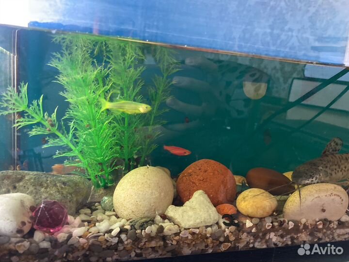 Аквариум с рыбками бу