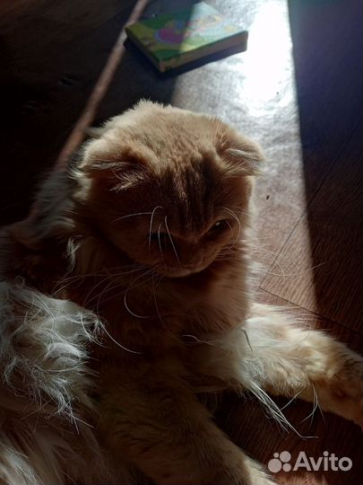 Шотландский кот вязка