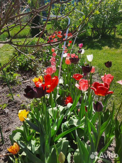 Луковицы тюльпанов