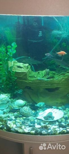 Аквариум