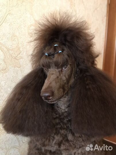 Вязка Пудель миниатюрный коричневого окраса