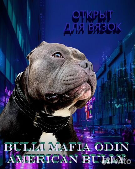Американский булли вязка