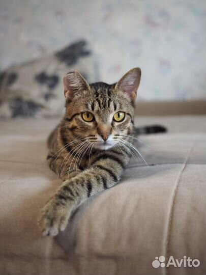 Полосатик Пьер