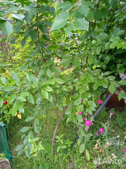 Деревца вишни