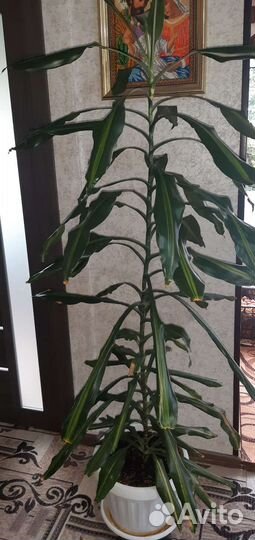 Драцена душистая