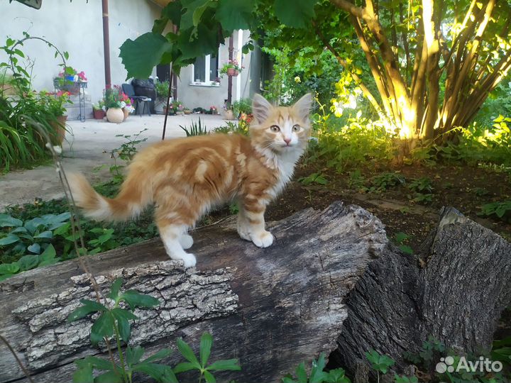 Три кота в добрые руки
