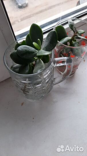 Толстянка (денежное дерево) отростки