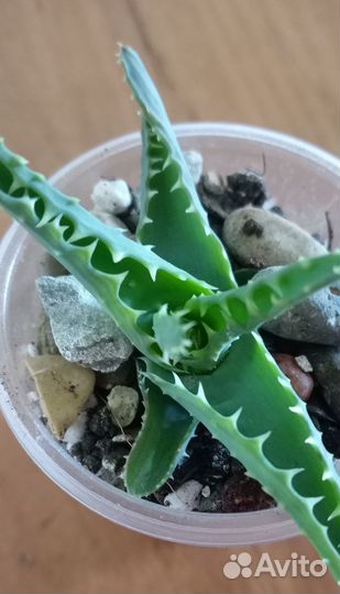 Крассула.Алоэ.Санса.Агава.Гастерия.Рипсалис.Хаворт