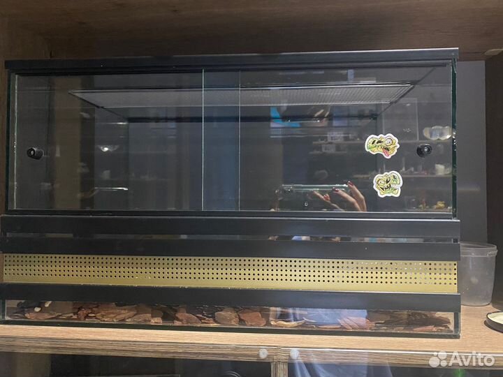 Эублефар с террариумом