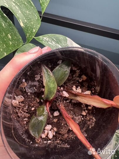 Филодендрон блек кардинал вариегатный