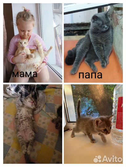 Кошка в дар бесплатно
