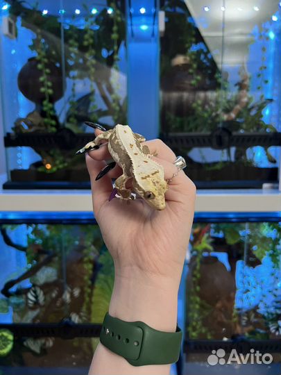 Реснитчатый бананоед самки