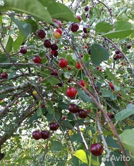 Варенье из вишни, ежевики, облепихи