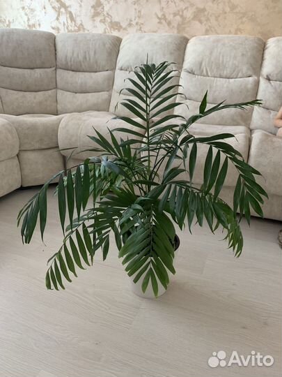 Пальма хамедорея