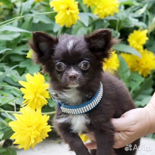 Мэйсон.Чихуахуа для Шоу и Души с доставкой