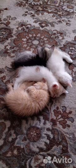 Котята отдам в добрые руки