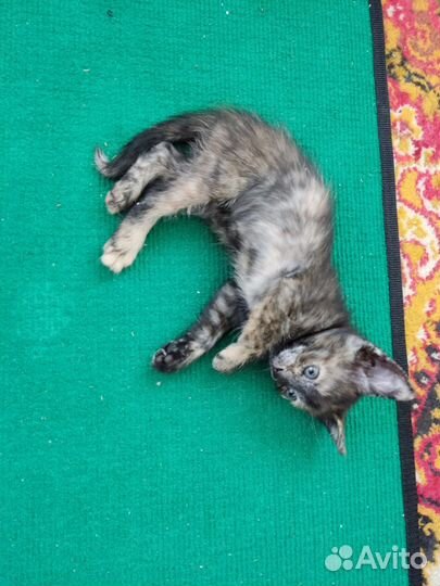 Кошка в дар