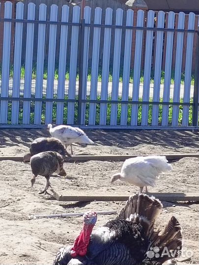 Инкубационное яйцо индейки