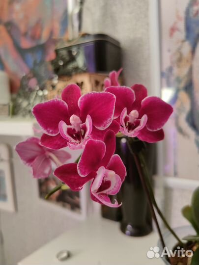 Орхидея фаленопсис mini