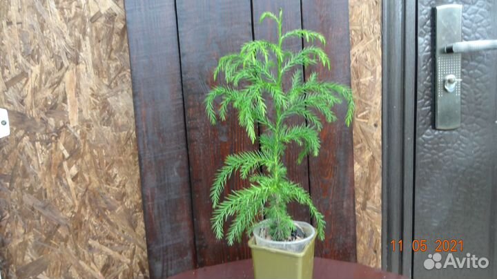 Криптомерия