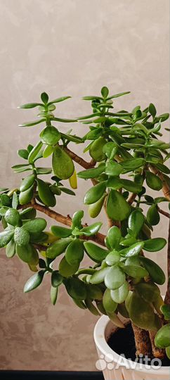 Крассула Толстянка денежное дерево