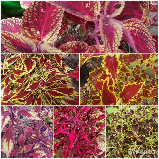 Колеусы вегетативные и бальзамины