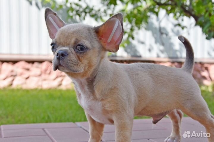 Чихуахуа - мальчик