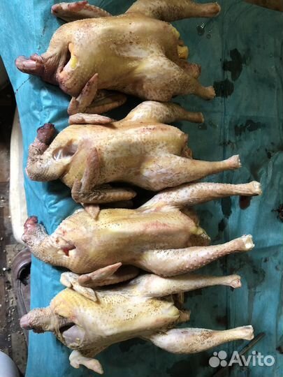 Домашние суповые тушки кур