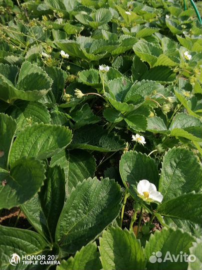 Рассада клубники