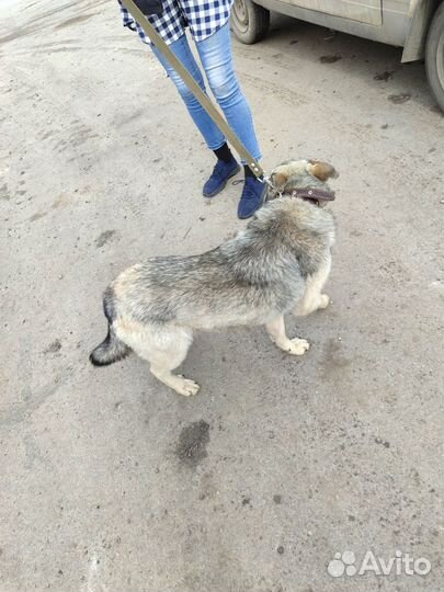 Пристраивается в добрые руки