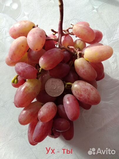 Черенки винограда