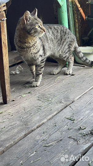 Кот в добрые руки