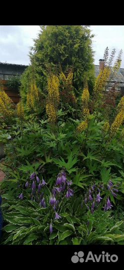 Многолетники, роджерсия, бузульники