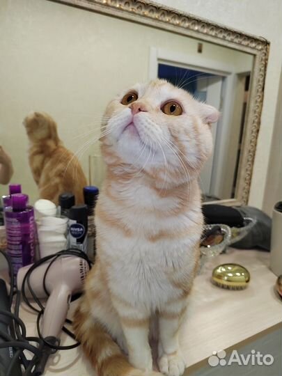 Шотландский вислоухий кот