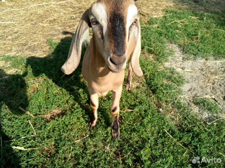 Продаются козы
