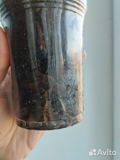 Калатея нетворк