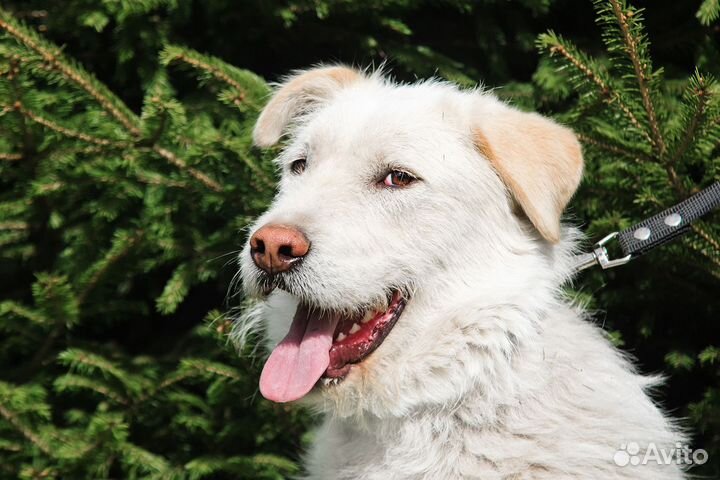 Собака в добрые руки бесплатно