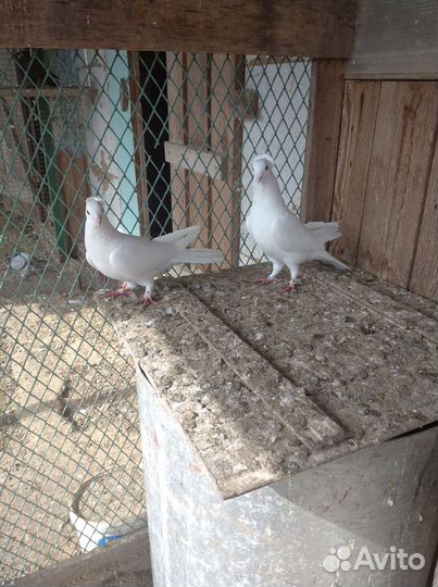 Голуби бойные