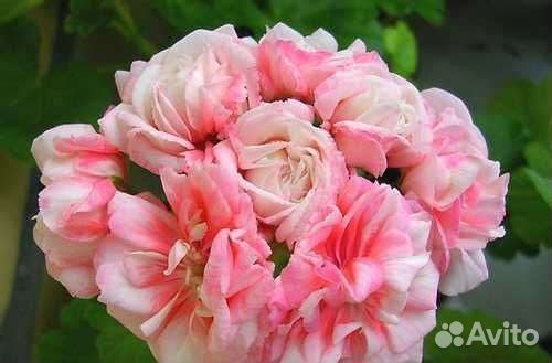 Пеларгония Denis